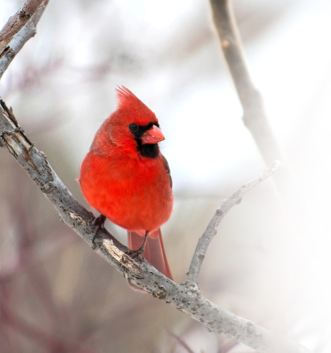Winter Birds Seminar 2018