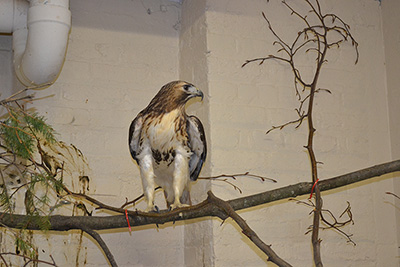 Rudy the Red Hawk Front