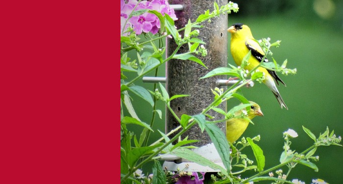 Two yellow birds visible through foilage