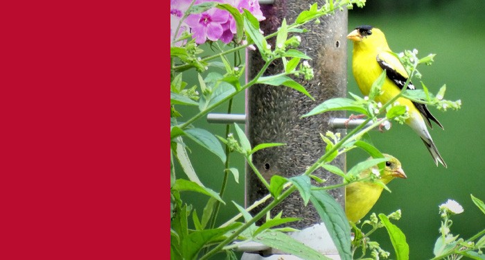 Male and female goldfinch in the backyard feeding