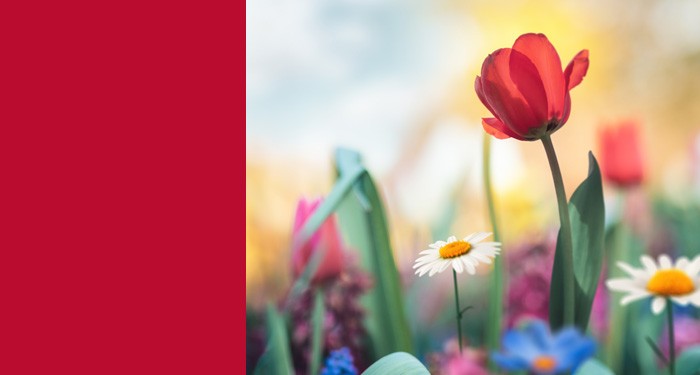 Spring flowers in sunshine