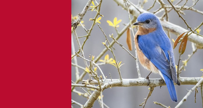 Bluebird in a bush