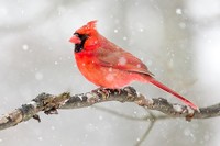  Cardinal on a branch in winter