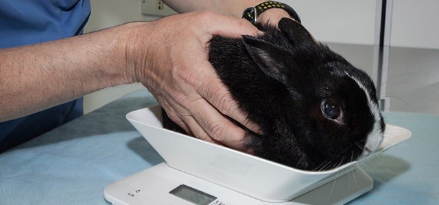veterinarian technician training
