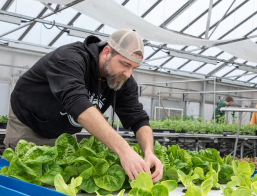 Horticulture student working in our greenhouse on rows of plants