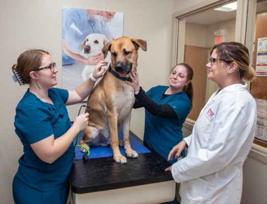 Three Gateway Veterinary Technician students examine a black dog on a clinic table.