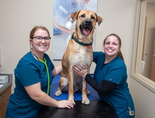 Two Gateway Veterinary Technician students with a dog on a clinic table.