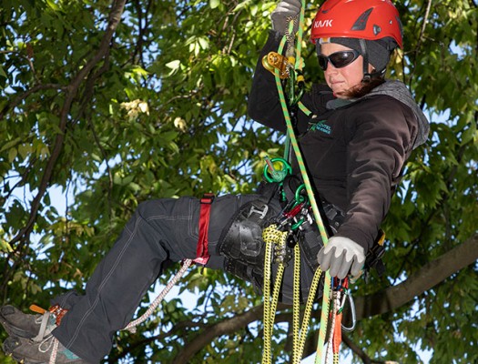 Arboriculture/Urban Forestry Technician