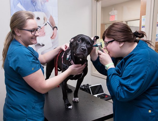 Veterinary Technician | Gateway Technical College