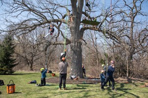 Arbor tree climbing activity