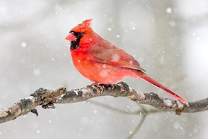 Red Cardinal on a winter branch