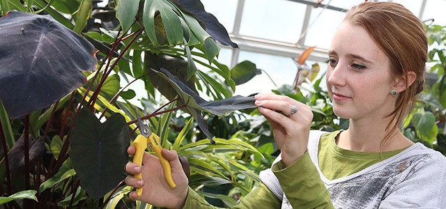 Horticulture Degree Landscaping Gateway Technical College Horticulture Degree Landscaping Gateway Technical College