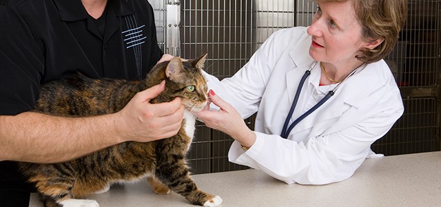 veterinary assistants and laboratory animal caretakers