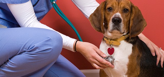 Veterinary Sciences | Gateway Technical College