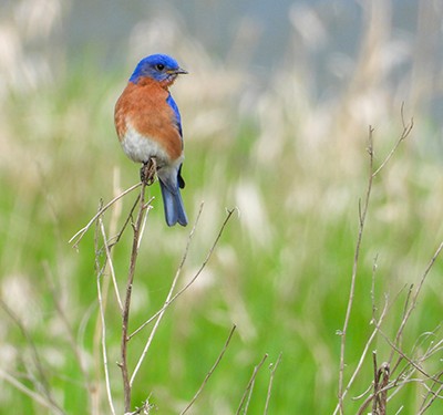 Bluebird in a field