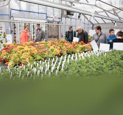 People selecting plants at sale