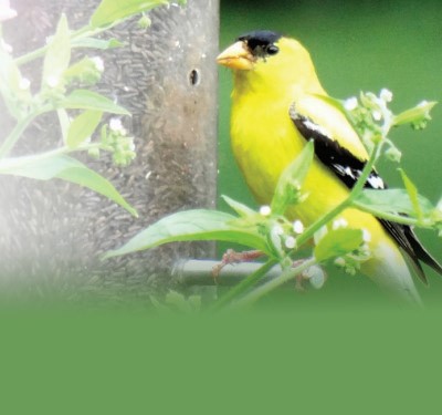 Gateway to host how to attract birds to your back yard